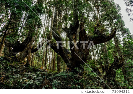 21世紀森林公園杉之森 73094211