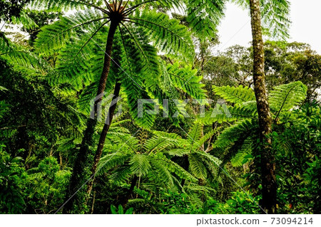 奄美大島Hikagegego 73094214