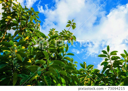 Amami Oshima native rubber fig tree 73094215