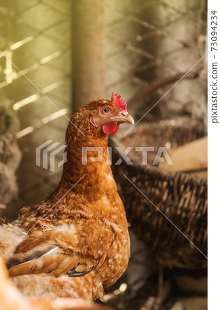 Bio chickens close up Bio chickens close up 73094234