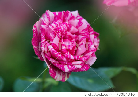 Pink roses with white stripes Pink Intuition. 73094310