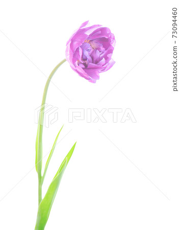 Purple violet tulip flowerwith green leaves isolated Purple violet tulip flowerwith green leaves isolated 73094460