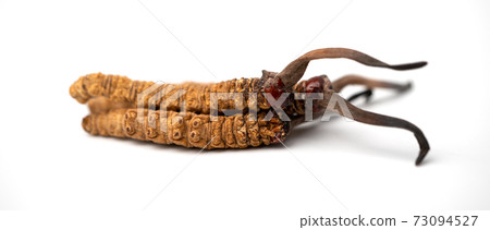 close up Ophiocordyceps sinensis or mushroom cordycep this is a herbs. Medicinal properties in the treatment of diseases. close up Ophiocordyceps sinensis or mushroom cordycep this is a herbs. Medicinal properties in the treatment of diseases. 73094527