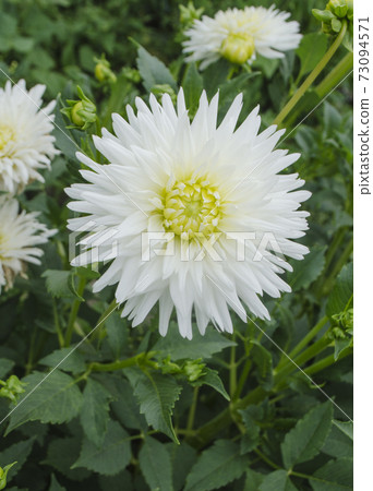 Dahlia cactus white flower Dahlia cactus white flower 73094571