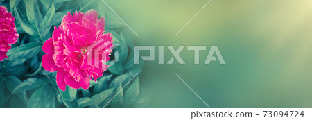 Delicate pink peonies 73094724