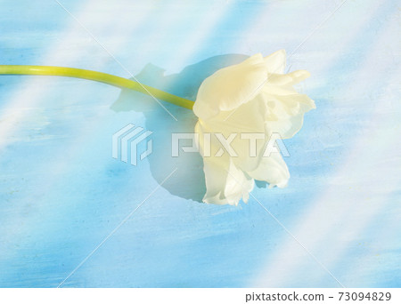 White fringed tulips closeup White fringed tulips closeup 73094829