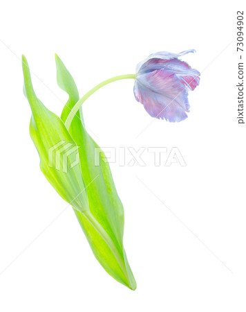 Purple tulip isolated. Ultraviolet tulip on white. 73094902