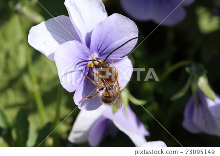 Male bee 73095149