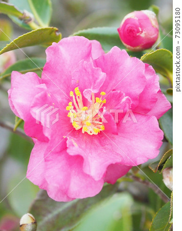 Beautiful sasanqua (sasanqua) (natural texture) 73095180