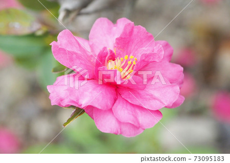 Beautiful sasanqua (sasanqua) (natural texture) Beautiful sasanqua (sasanqua) (natural texture) 73095183