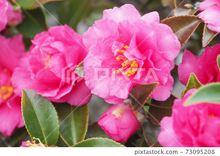 Beautiful sasanqua (sasanqua) (natural texture) 73095208