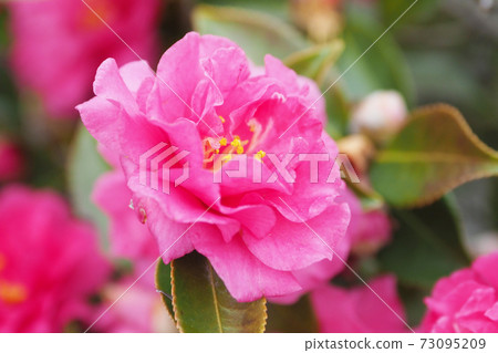 Beautiful sasanqua (sasanqua) (natural texture) Beautiful sasanqua (sasanqua) (natural texture) 73095209