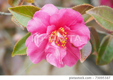 Beautiful sasanqua (sasanqua) (natural texture) Beautiful sasanqua (sasanqua) (natural texture) 73095387