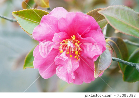 Beautiful sasanqua (sasanqua) (natural texture) Beautiful sasanqua (sasanqua) (natural texture) 73095388