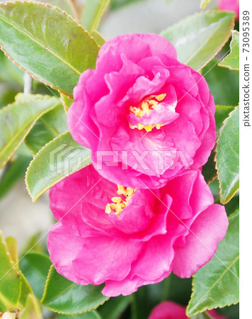 Beautiful sasanqua (sasanqua) (natural texture) Beautiful sasanqua (sasanqua) (natural texture) 73095389