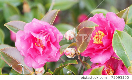 美麗的茶梅(茶梅)(自然紋理) 美麗的茶梅(茶梅)(自然紋理) 73095390