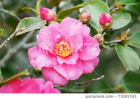 美麗的茶梅（茶梅）（自然紋理） 73095391