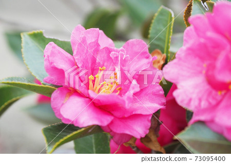 Beautiful sasanqua (sasanqua) (natural texture) 73095400