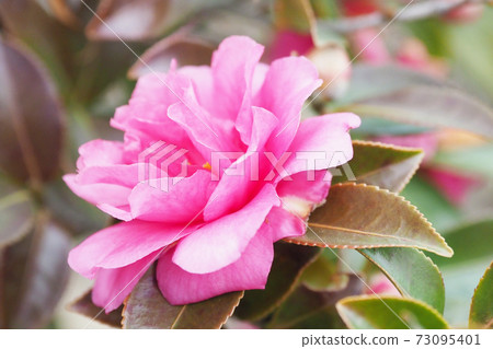 Beautiful sasanqua (sasanqua) (natural texture) Beautiful sasanqua (sasanqua) (natural texture) 73095401