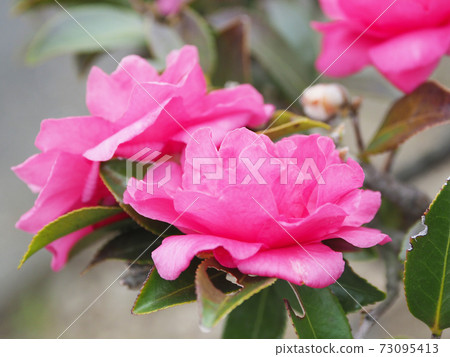 Beautiful sasanqua (sasanqua) (natural texture) 73095413