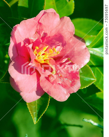 美麗的茶梅(茶梅)(自然紋理) 美麗的茶梅(茶梅)(自然紋理) 73095697