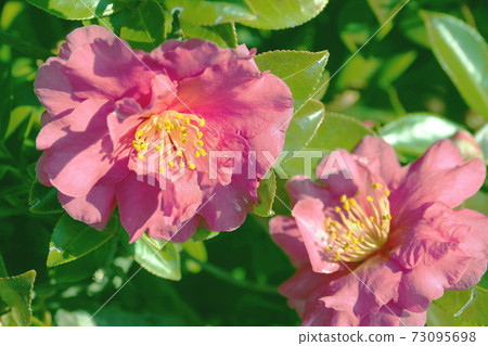 美麗的茶梅（茶梅）（自然紋理） 73095698