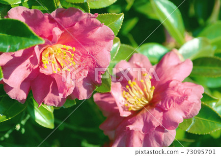 Beautiful sasanqua (sasanqua) (natural texture) Beautiful sasanqua (sasanqua) (natural texture) 73095701