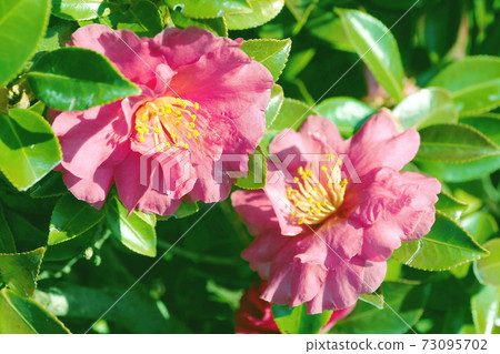 Beautiful sasanqua (sasanqua) (natural texture) Beautiful sasanqua (sasanqua) (natural texture) 73095702
