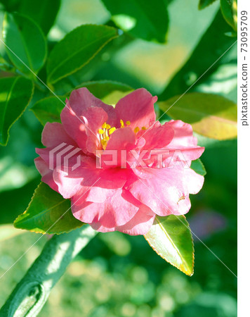 Beautiful sasanqua (sasanqua) (natural texture) Beautiful sasanqua (sasanqua) (natural texture) 73095709