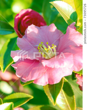 Beautiful sasanqua (sasanqua) (natural texture) Beautiful sasanqua (sasanqua) (natural texture) 73095726