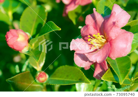 Beautiful sasanqua (sasanqua) (natural texture) Beautiful sasanqua (sasanqua) (natural texture) 73095740