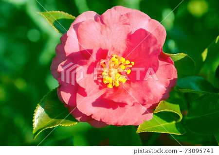 Beautiful sasanqua (sasanqua) (natural texture) Beautiful sasanqua (sasanqua) (natural texture) 73095741