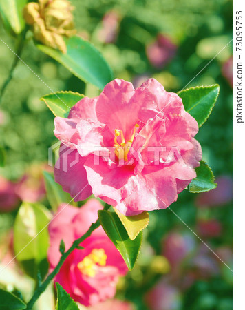 Beautiful sasanqua (sasanqua) (natural texture) Beautiful sasanqua (sasanqua) (natural texture) 73095753