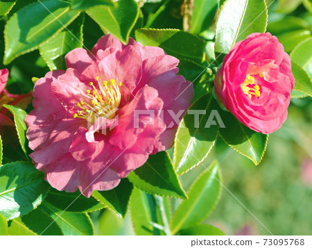 Beautiful sasanqua (sasanqua) (natural texture) Beautiful sasanqua (sasanqua) (natural texture) 73095768