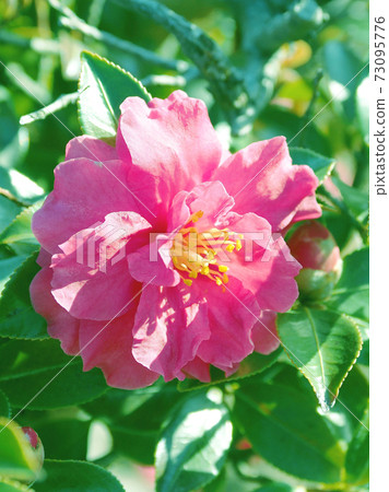 Beautiful sasanqua (sasanqua) (natural texture) Beautiful sasanqua (sasanqua) (natural texture) 73095776