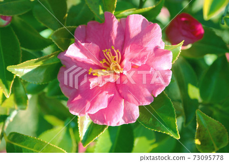 Beautiful sasanqua (sasanqua) (natural texture) Beautiful sasanqua (sasanqua) (natural texture) 73095778
