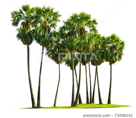 Trees isolated on white background, tropical trees isolated used for design, advertising and architecture. 73096242