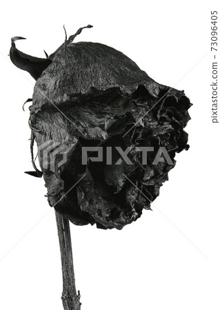 Black rose isolated on white. Black dried flower head. 73096405