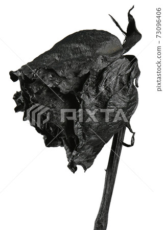 Black rose isolated on white. Black dried flower head. 73096406