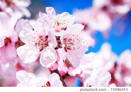 Blossoming cherry tree Blossoming cherry tree 73096453