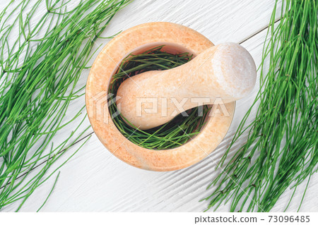 Equisetum arvense 73096485