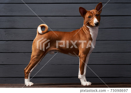 Studio shot of Basenji dog standing in posture on white boxes 73098697