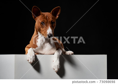 Studio shot of Basenji dog lying on banner with copy space 73098698