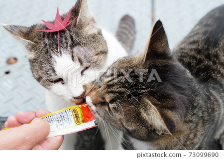 cats favorite snacks