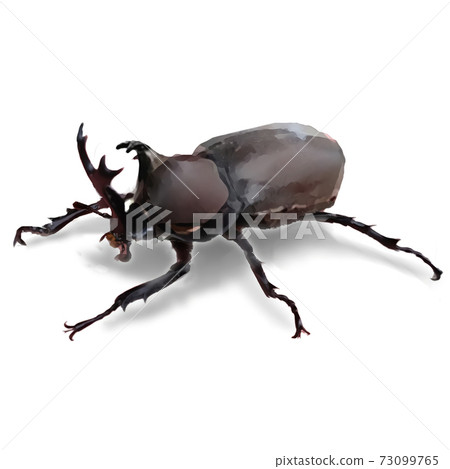Beetle 73099765