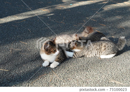 Kijitora white kittens that can be separated from their parents at any time, but stray kittens who still miss their tits Kijitora white kittens that can be separated from their parents at any time, but stray kittens who still miss their tits 73100023