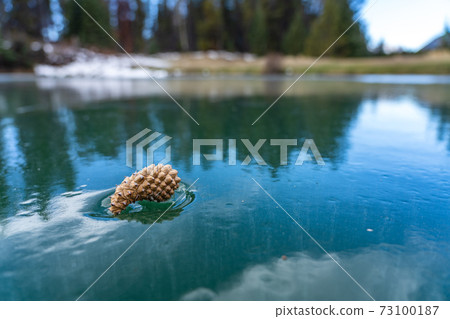 Close-up a pine cone on the frozen lake water surface in the forest. 73100187