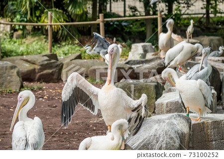 [多摩動物園的鵜鶘] 73100252