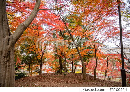 箱根山的秋葉，山手線最高峰 73100324