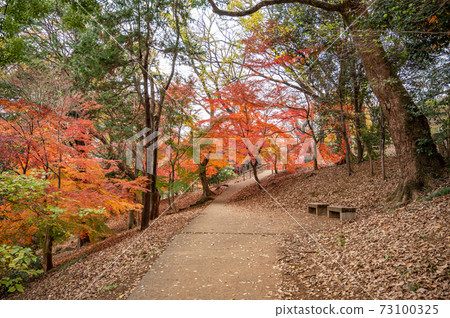 箱根山的秋葉，山手線最高峰 73100325